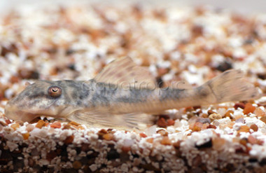 Tiger Yellow Prince Plecostomus L072 :: 58066