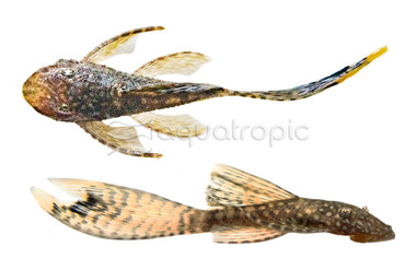 Black Long Fin Bushy Nose Plecostomus L183 :: 58068