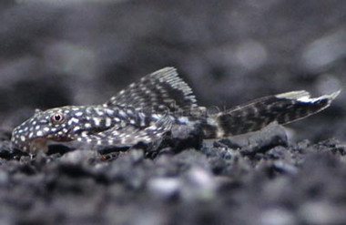 Bushy Nose Black Long Fin L183 :: 58068