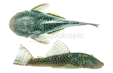 Bloodfin Bulldog Plecostomus L-276 :: 58093