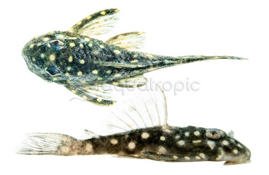 Inspector Plecostomus L-102 :: 58094