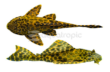 Maze Plecostomus L-164 :: 58095