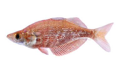 Red Irian Rainbowfish :: 61001