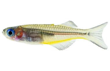 Forktail Rainbowfish :: 61002
