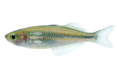 Turquoise Rainbowfish :: 61005