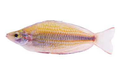 Goyder River Rainbowfish :: 61008