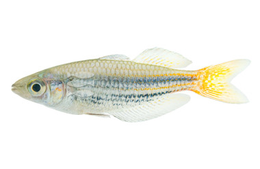 Western Red Line Rainbowfish :: 61016