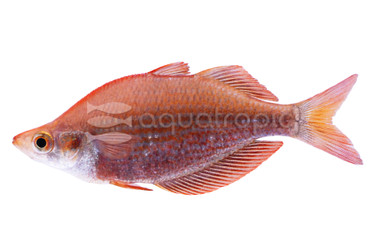 Millennium Rainbowfish :: 61018