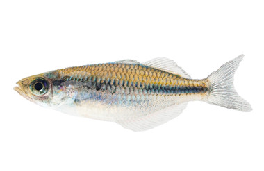 Kamaka Rainbowfish :: 61023