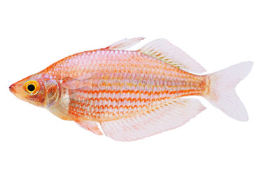 Gidomen Village Rainbowfish :: 61025