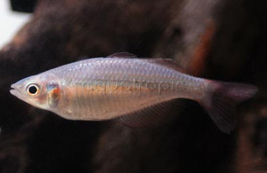 Kambolgie Creek Rainbowfish :: 61028