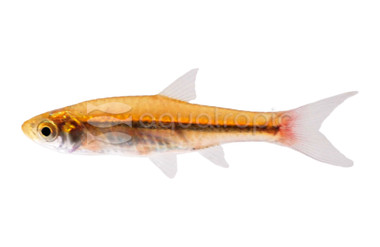 Brilliant Rasbora :: 62001