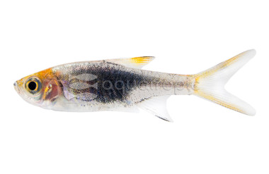 Black Harlequin Rasbora :: 62002