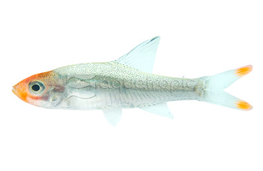 Asian Rummy Nose Rasbora :: 62006