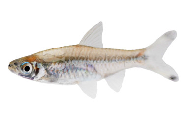 Scissortail Rasbora :: 62009
