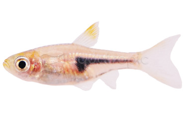 Pork Chop Rasbora :: 62011