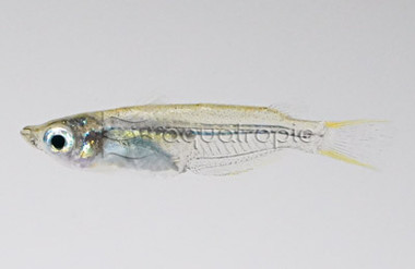 Javanese Rice Fish :: 63503