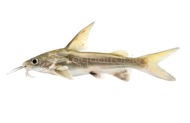 White Tip Shark :: 65000