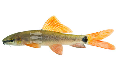 Rainbow Shark :: 65003