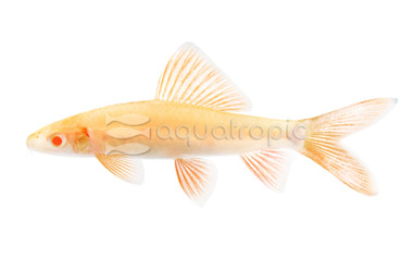 Albino Rainbow Shark :: 65004
