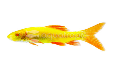 Glo Electric Green Shark :: 65500