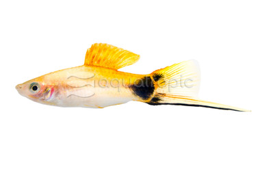 Pineapple Mickey Mouse Swordtail :: 69000