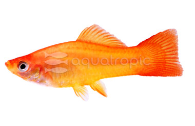 Marigold Swordtail :: 69004