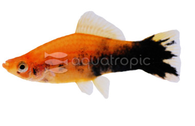 Painted Swordtail :: 69007