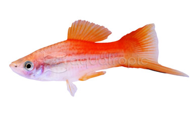 Pineapple Swordtail :: 69008