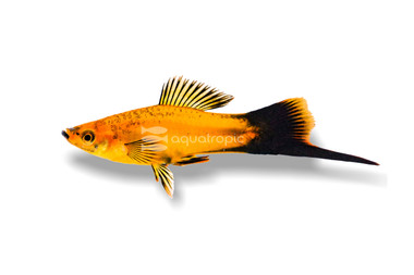 Marigold Wag Swordtail :: 69009