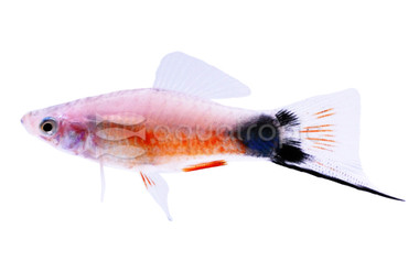 Red & White Mickey Mouse Swordtail :: 69015