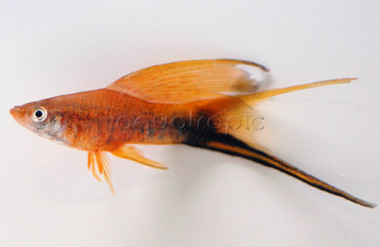 Marble Lyretail Swordtail :: 69017