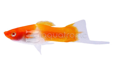 Koi Kohako Swordtail :: 69019
