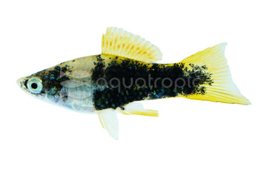 Tiger Swordtail :: 69029