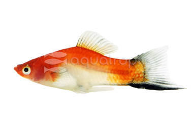 Koi Kohako Wag Swordtail :: 69034