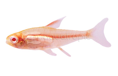 Albino Glowlight Tetra :: 71001