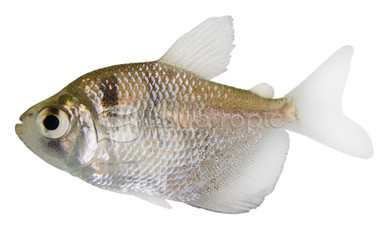 Black Skirt Tetra :: 71002