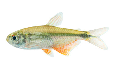 Buenos Aires Tetra :: 71004