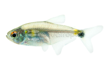 Head & Tail Tetra :: 71006