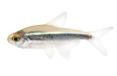 Black Neon Tetra :: 71013