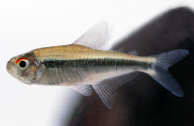 Black Neon Tetra :: 71013