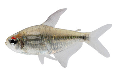 Diamond Tetra :: 71016