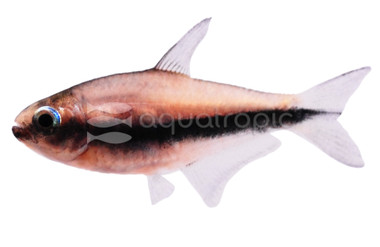 Emperor Palmeri Tetra :: 71017