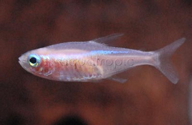 Gold Blue Eye Neon Tetra :: 71018