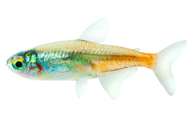 Diamond Head Neon Tetra :: 71020