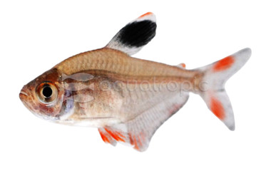 Rosy Tetra :: 71038