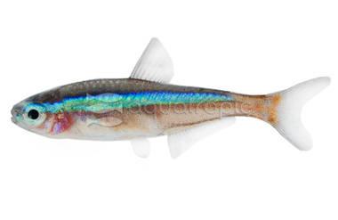 Cardinal Tank Raised Tetra :: 71040