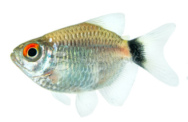 Red Eye Balloon Tetra :: 71041