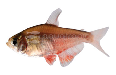 Orange Von Rio Tetra :: 71042