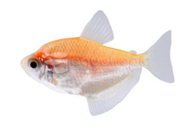 White Skirt Tetra :: 71043